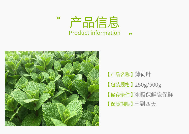 新鲜薄荷叶250g西餐调酒泡水泡茶香料莫吉托留兰香源工厂一件批发